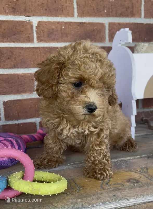 Ginger – Poodle - Toy , Poodle - Miniature  puppy for sale in Bedford, KY