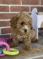 Ginger, a female Poodle - Toy  and Poodle - Miniature  for sale in Bedford, KY – 1 of 9