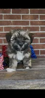 Phoebe, a female Havapoo for sale in Bedford, KY – 4 of 4