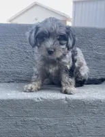 Phoebe , a female Havapoo for sale in Bedford, KY – 5 of 6
