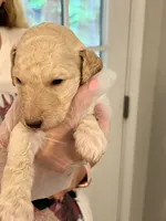 Cream male, a male Poodle - Standard  for sale in McConnells, SC – 3 of 8