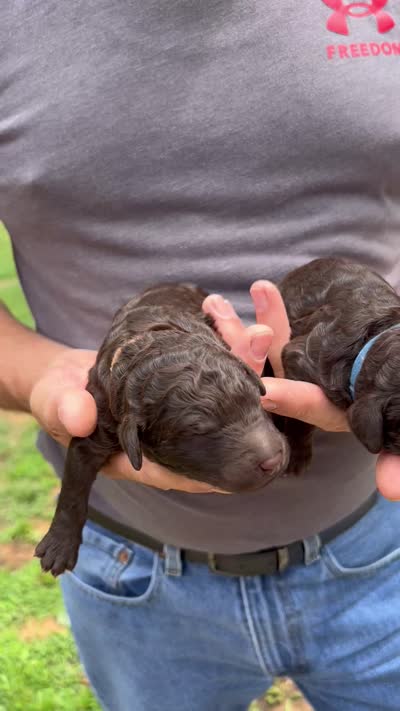 Dark Brown Boys, a male Poodle - Standard  for sale in McConnells, SC – 1 of 1