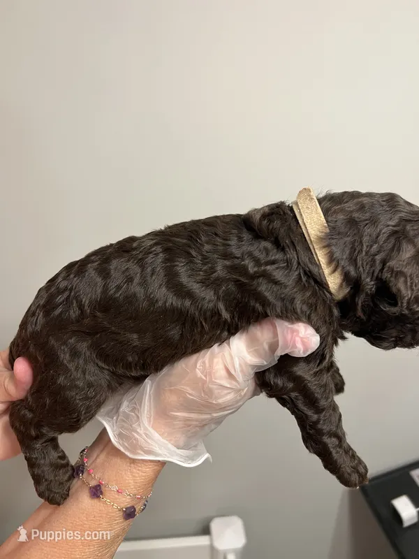 Dark Brown Boys – Poodle - Standard  puppy for sale in McConnells, SC
