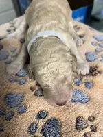White collar Male, a male Poodle - Standard  for sale in McConnells, SC – 2 of 2