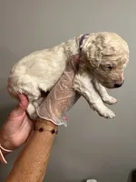 Cream male, a male Poodle - Standard  for sale in McConnells, SC – 8 of 8