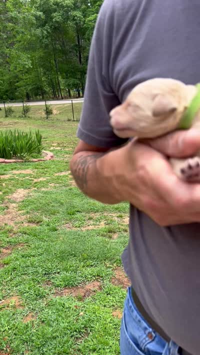 Cream puppies, a male Poodle - Standard  for sale in McConnells, SC – 1 of 1