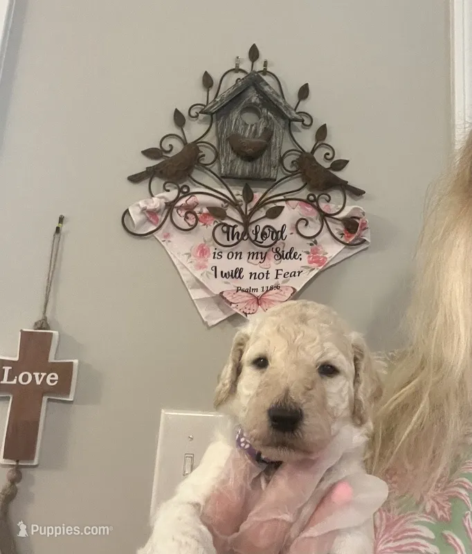 “Reduced price” Purple collar Light Cream Male – Poodle - Standard  puppy for sale in McConnells, SC
