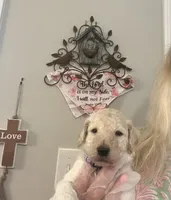 “Reduced price” Purple collar Light Cream Male, a male Poodle - Standard  for sale in McConnells, SC – 1 of 4