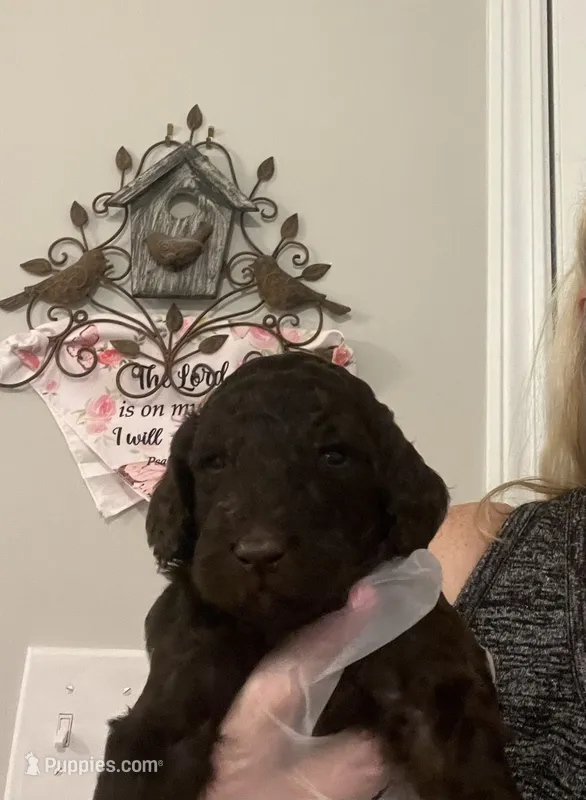 “Reduced price” Dark brown male  – Poodle - Standard  puppy for sale in McConnells, SC