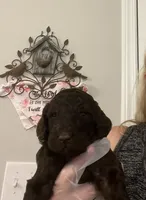 “Reduced price” Dark brown male , a male Poodle - Standard  for sale in McConnells, SC – 1 of 3