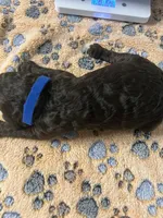 Dark Blue collar Male, a male Poodle - Standard  for sale in McConnells, SC – 2 of 2