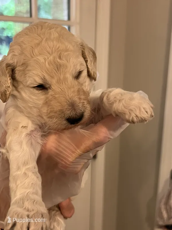 Cream male – Poodle - Standard  puppy for sale in McConnells, SC