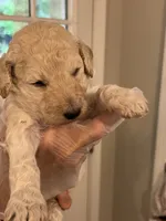 Cream male, a male Poodle - Standard  for sale in McConnells, SC – 1 of 8