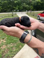 Orange collar male, a male Poodle - Standard  for sale in McConnells, SC – 3 of 3