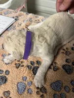 Purple collar Male, a male Poodle - Standard  for sale in McConnells, SC – 1 of 2