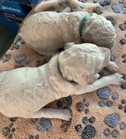 Green collar female , a female Poodle - Standard  for sale in McConnells, SC – 2 of 2
