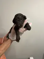 “Reduced price”  Dark Blue collar Male, a male Poodle - Standard  for sale in McConnells, SC – 2 of 4