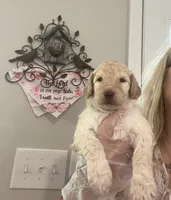 “Reduced price” Purple collar Light Cream Male, a male Poodle - Standard  for sale in McConnells, SC – 2 of 4