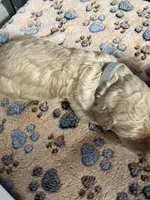 Dark Pink collar Female , a female Poodle - Standard  for sale in McConnells, SC – 2 of 2
