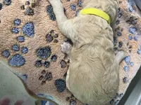 Yellow collar Female , a female Poodle - Standard  for sale in McConnells, SC – 2 of 2