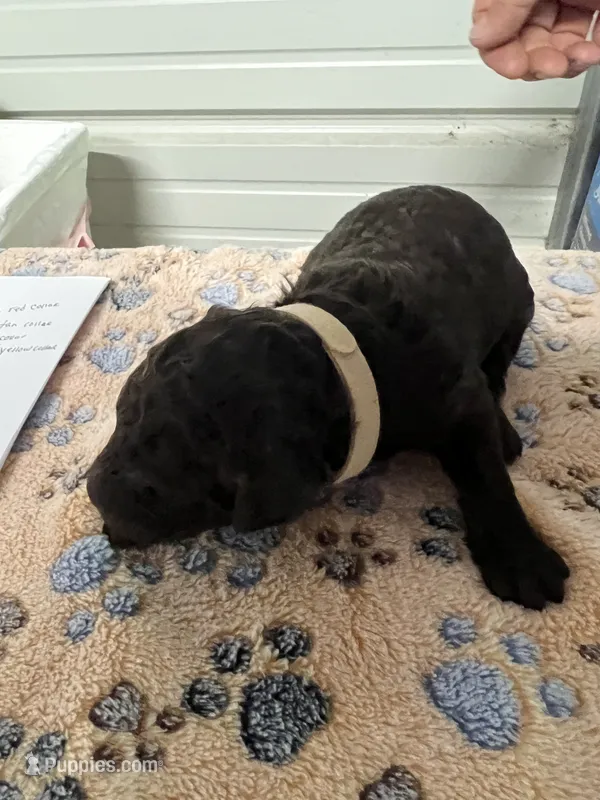 Tan collar Male  – Poodle - Standard  puppy for sale in McConnells, SC