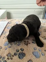 Tan collar Male , a male Poodle - Standard  for sale in McConnells, SC – 1 of 2