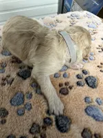 Dark Pink collar Female , a female Poodle - Standard  for sale in McConnells, SC – 1 of 2