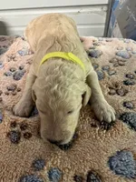 Yellow collar Female , a female Poodle - Standard  for sale in McConnells, SC – 1 of 2
