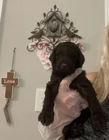 “Reduced price” Dark brown male , a male Poodle - Standard  for sale in McConnells, SC – 3 of 3