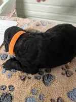Orange collar Male, a male Poodle - Standard  for sale in McConnells, SC – 2 of 2