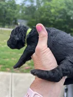 Lime green Female , a female Poodle - Standard  for sale in McConnells, SC – 2 of 2