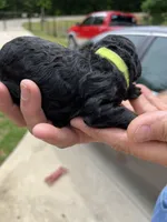 Lime green Female , a female Poodle - Standard  for sale in McConnells, SC – 1 of 2