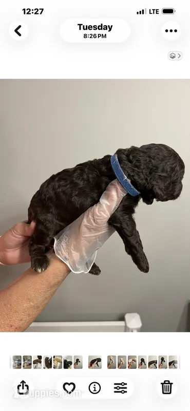 Dark Blue collar Male – Poodle - Standard  puppy for sale in McConnells, SC
