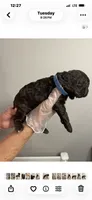 “Reduced price”  Dark Blue collar Male, a male Poodle - Standard  for sale in McConnells, SC – 1 of 4