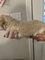 Cream male, a male Poodle - Standard  for sale in McConnells, SC – 2 of 8