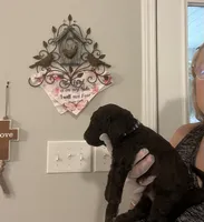 “Reduced price” Dark brown male , a male Poodle - Standard  for sale in McConnells, SC – 2 of 3