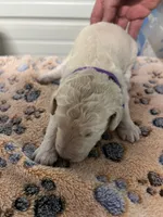 Purple collar Male, a male Poodle - Standard  for sale in McConnells, SC – 2 of 2