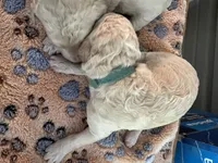 Green collar female , a female Poodle - Standard  for sale in McConnells, SC – 1 of 2