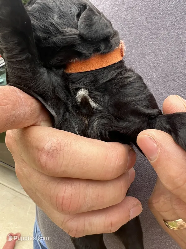 Orange collar male – Poodle - Standard  puppy for sale in McConnells, SC