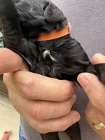 Orange collar male, a male Poodle - Standard  for sale in McConnells, SC – 1 of 3