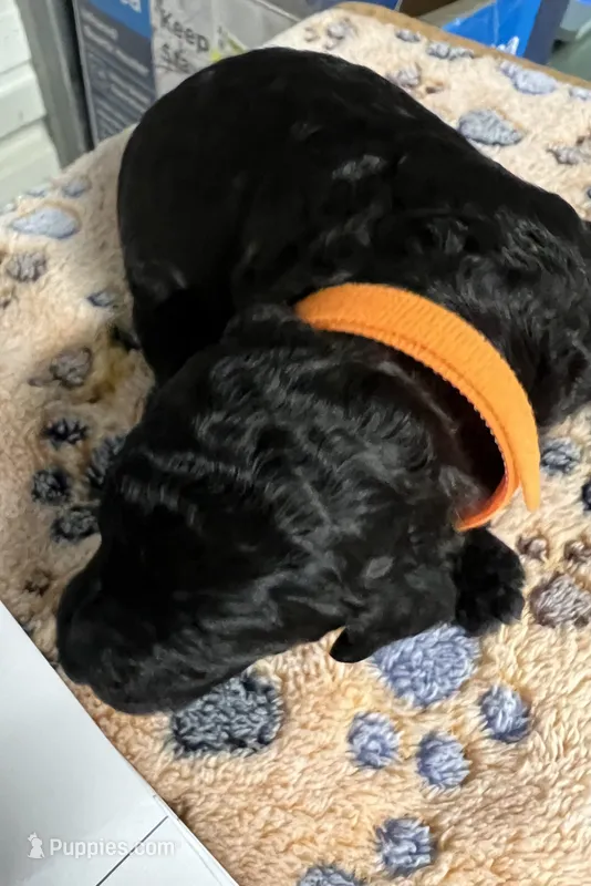 Orange collar Male – Poodle - Standard  puppy for sale in McConnells, SC