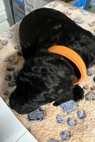 Orange collar Male, a male Poodle - Standard  for sale in McConnells, SC – 1 of 2