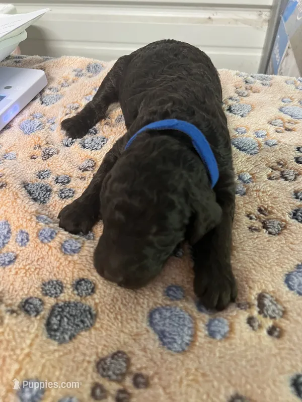 Dark Blue collar Male – Poodle - Standard  puppy for sale in McConnells, SC