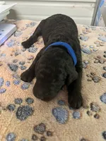 Dark Blue collar Male, a male Poodle - Standard  for sale in McConnells, SC – 1 of 2