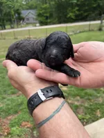 Orange collar male, a male Poodle - Standard  for sale in McConnells, SC – 2 of 3