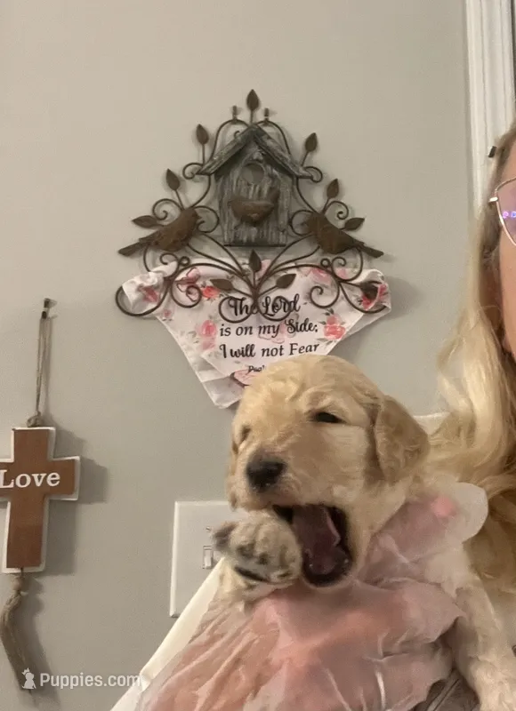 Tan collar Female  – Poodle - Standard  puppy for sale in McConnells, SC
