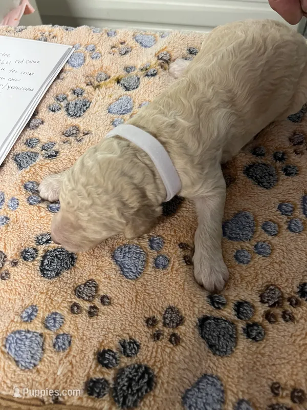 White collar Male – Poodle - Standard  puppy for sale in McConnells, SC