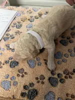 White collar Male, a male Poodle - Standard  for sale in McConnells, SC – 1 of 2