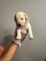 Cream male, a male Poodle - Standard  for sale in McConnells, SC – 4 of 8
