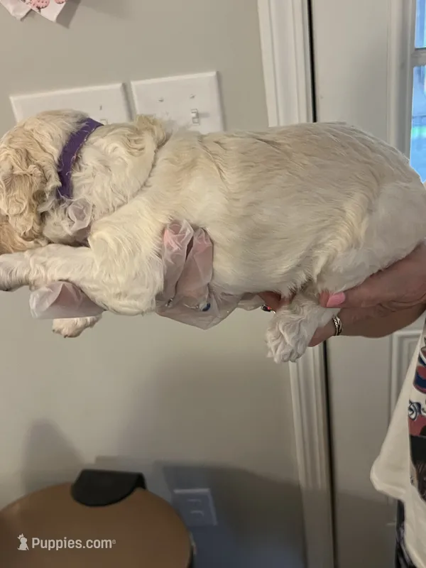 Purple collar Male – Poodle - Standard  puppy for sale in McConnells, SC